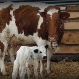 FERME DES 8 VACHES