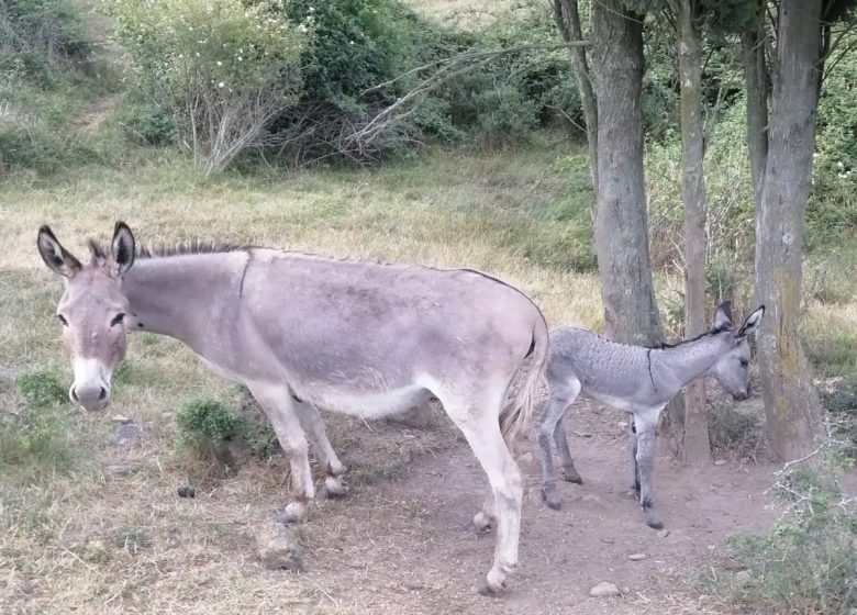 GITE A LA FERME DE COUIZE