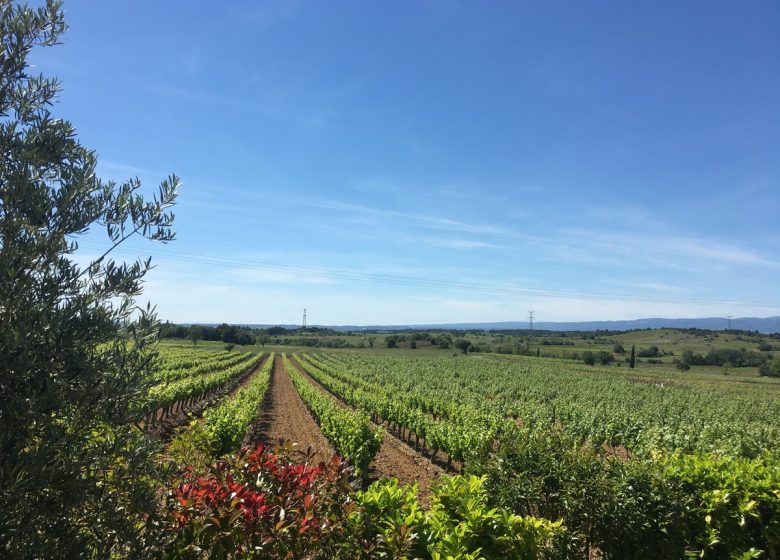 GITE LES JARDINS DE MONTBRUN – LE SYRAH