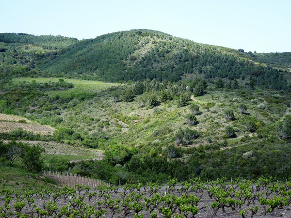 Acollidora CASA AL PAÍS CÀTAR