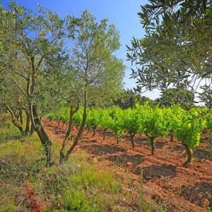DOMAINE GRAIN DE FANNY