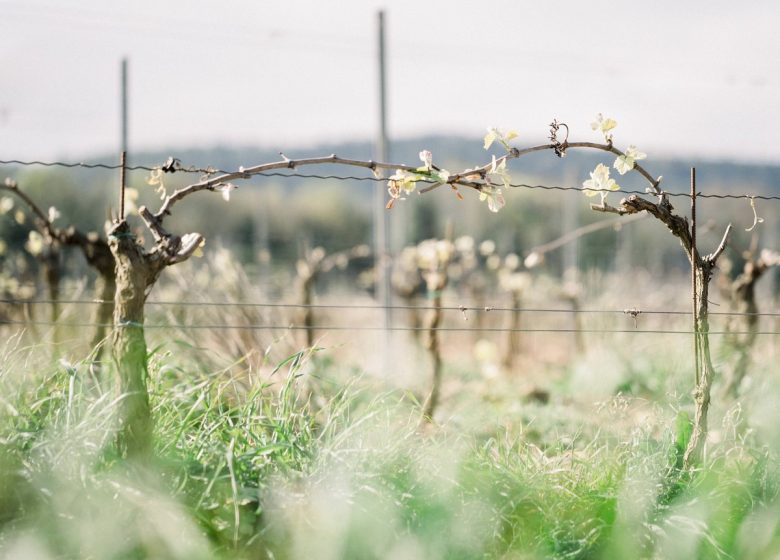 THE VINEYARDS OF EXÉA – CASTLE OF SÉRAME