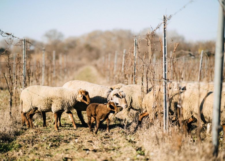 LES VIGNOBLES D&rsquo;EXÉA – CHÂTEAU DE SÉRAME
