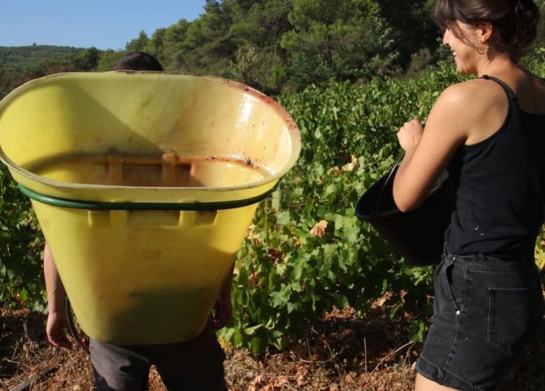HUGO SAULNIER-BLACHE, VINIFICATEUR