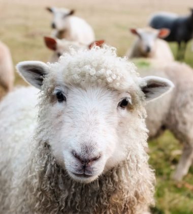 FOIRE AGRICOLE ET ARTISANALE