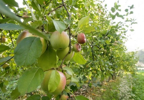 L’ENCLOS DE LUCILE