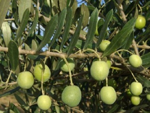 THE OLIVE TREE