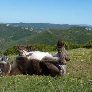 BERGERIE DU PRAT DE MU