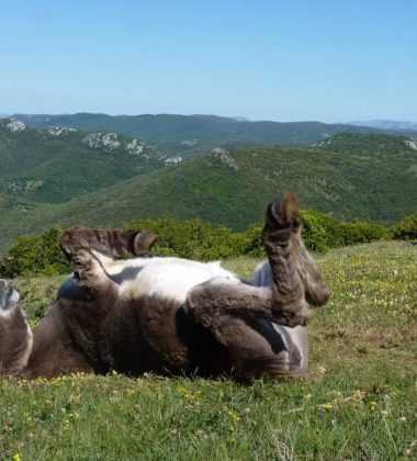 BERGERIE DU PRAT DE MU