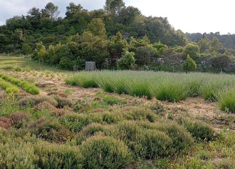 LES JARDINS DE LA RUNE