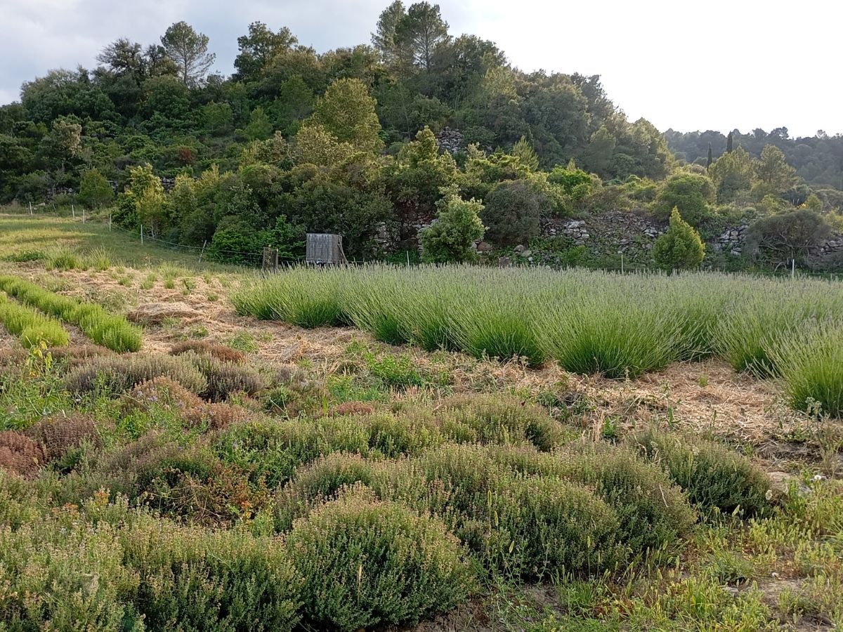 LES JARDINS DE LA RUNE