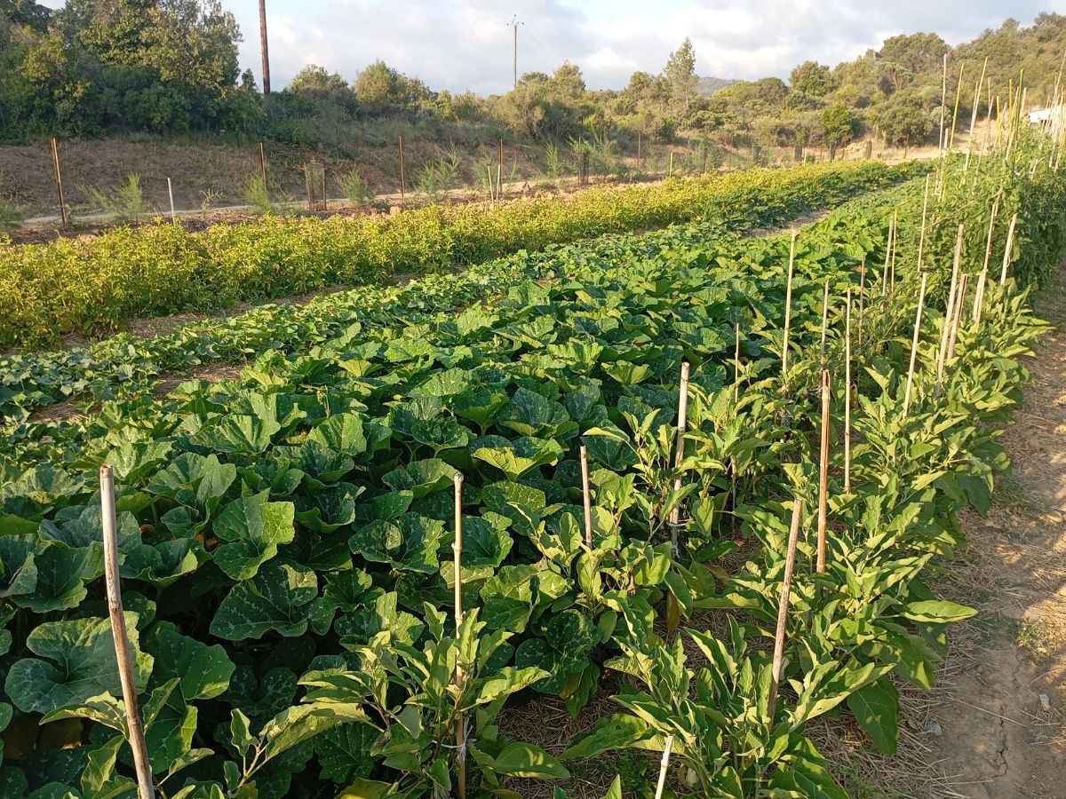 LES JARDINS DE LA RUNE