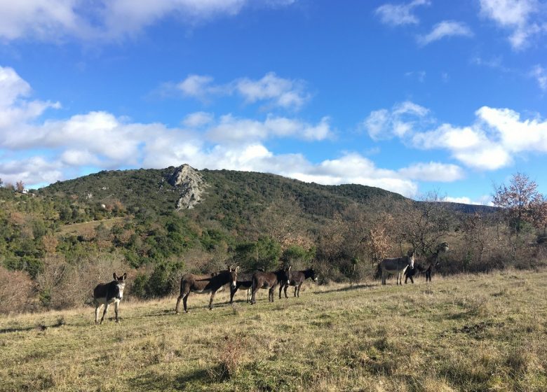 LES ANERIES CATHARES