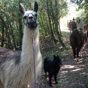 LES LAMAS DU PRAT DE MÙ