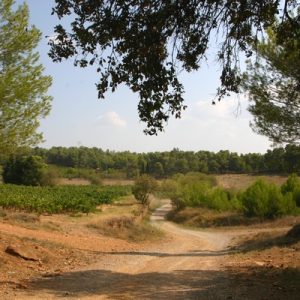 LA PINÈDE SAINT JAUMES
