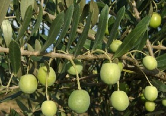 MONSIEUR PHILIPPE TEISSEYRE