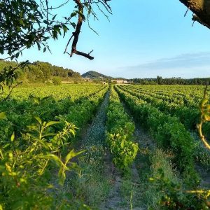 DOMAINE DE MINGRAUT