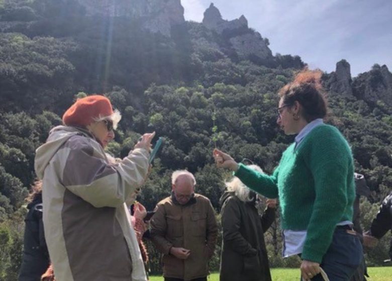 ALCHIMIE Ô-MĀ-YĀ – JARDINS DE PLANTES MÉDICINALES ET HYDROLATS ARTISANAUX