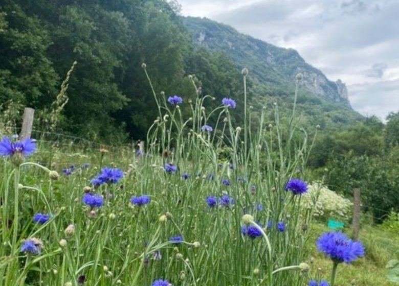 ALCHIMIE Ô-MĀ-YĀ – JARDINS DE PLANTES MÉDICINALES ET HYDROLATS ARTISANAUX