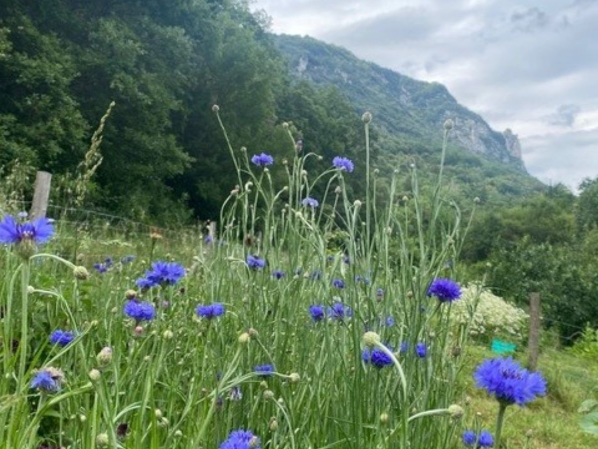 ALCHIMIE Ô-MĀ-YĀ – JARDINS DE PLANTES MÉDICINALES ET HYDROLATS ARTISANAUX