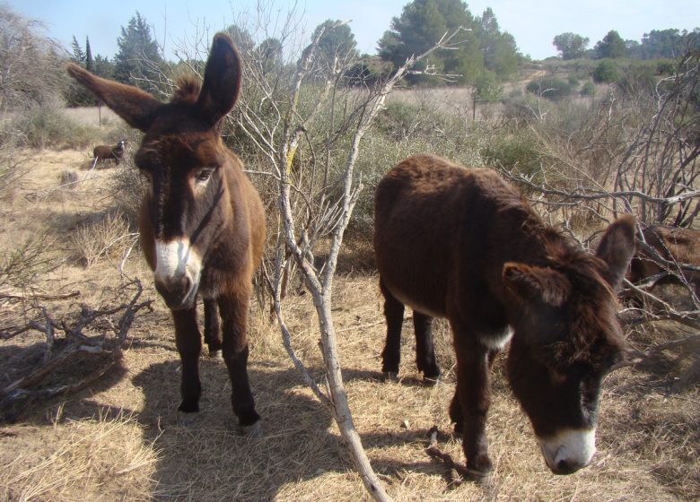 DE FERME EN FERME – FERME MILGRANA