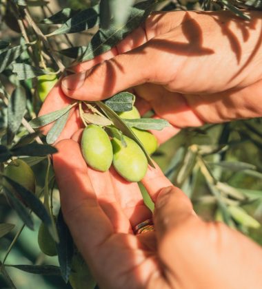 MOULIN À HUILE DE LA RESTANQUE