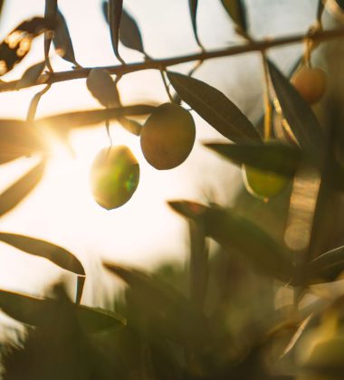 CUIELLETE DES OLIVES