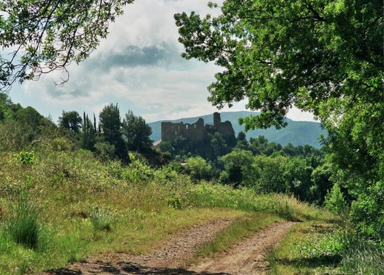 SOUS LE MONT ALARIC, LE RENARD VEILLE