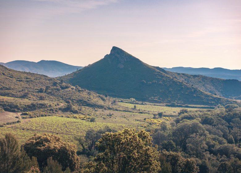 BALADE DANS LE VIGNOBLE DU FITOU