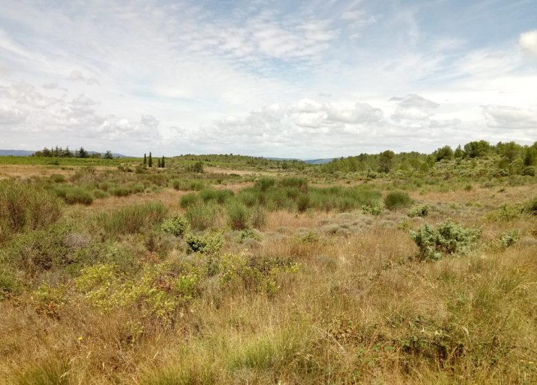 LE SENTIER DES ORCHIDÉES