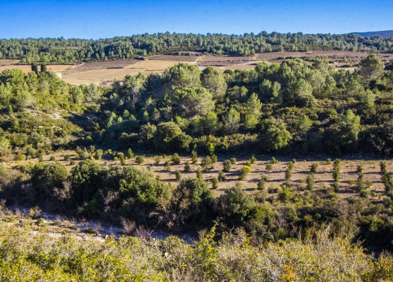 LE SENTIER DES TRUFFIÈRES CIRCUIT COURT