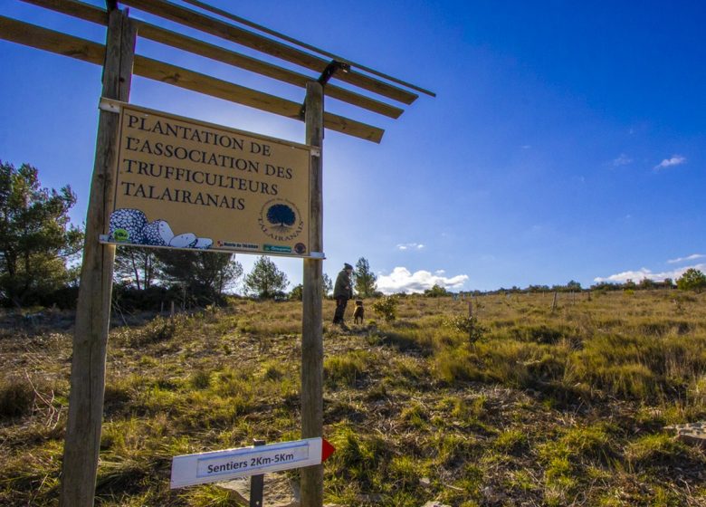 DER KURZWEG DES TRUFFIÈRES TRAIL