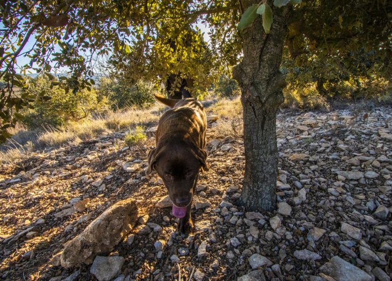 EL CIRCUITO LARGO DEL TRUFFIÈRES TRAIL