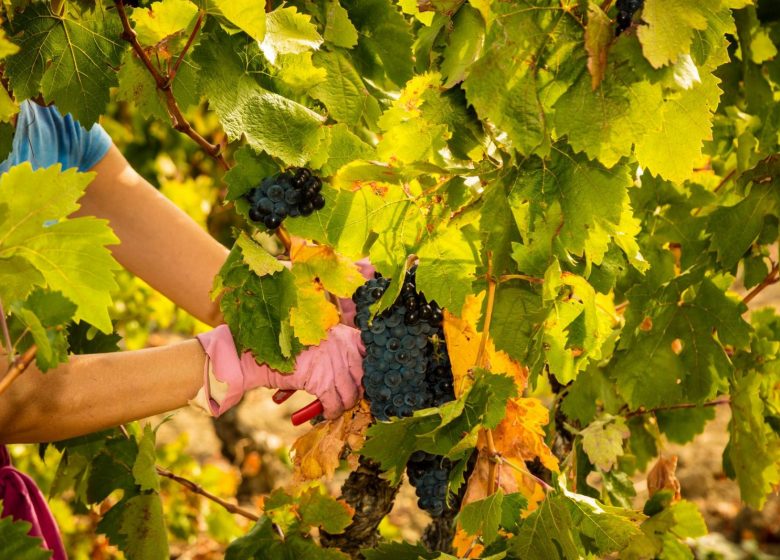 LAND DER AUSDRUCK, WEINSCHÖPFER