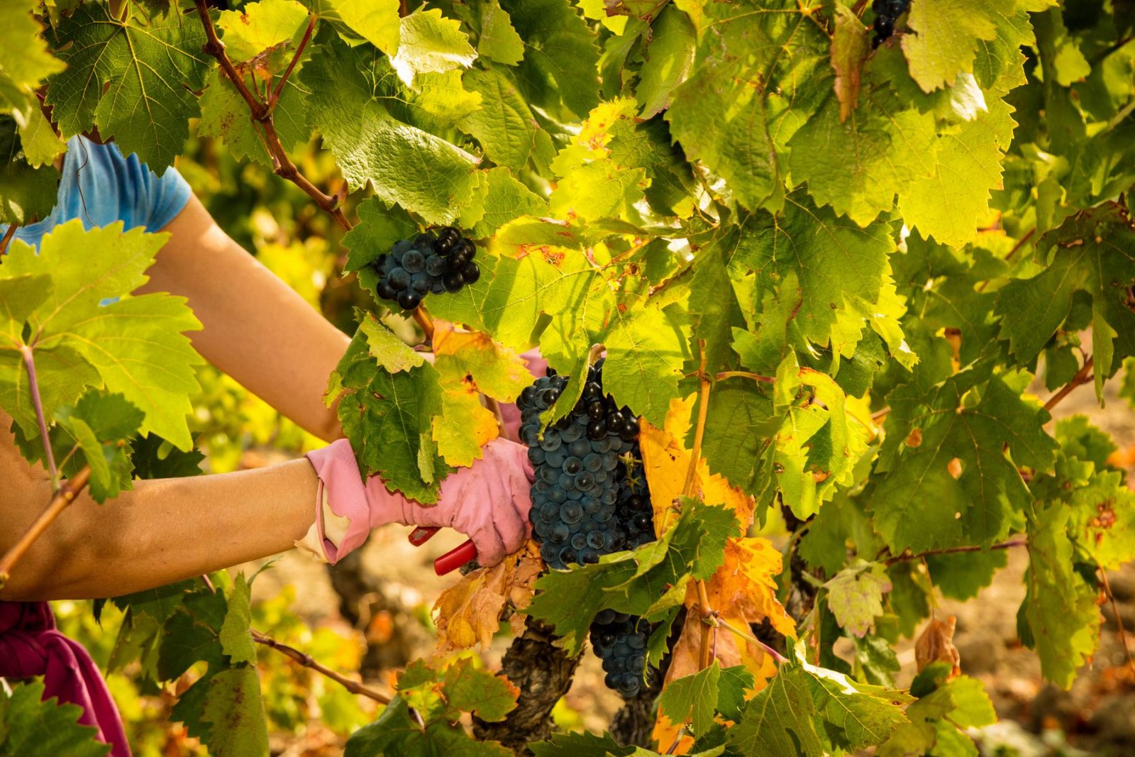 TERRE D’EXPRESSION, CRÉATEURS DE VINS