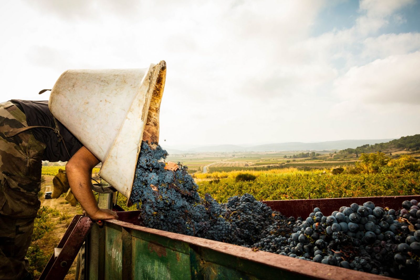 TERRE D’EXPRESSION, CRÉATEURS DE VINS