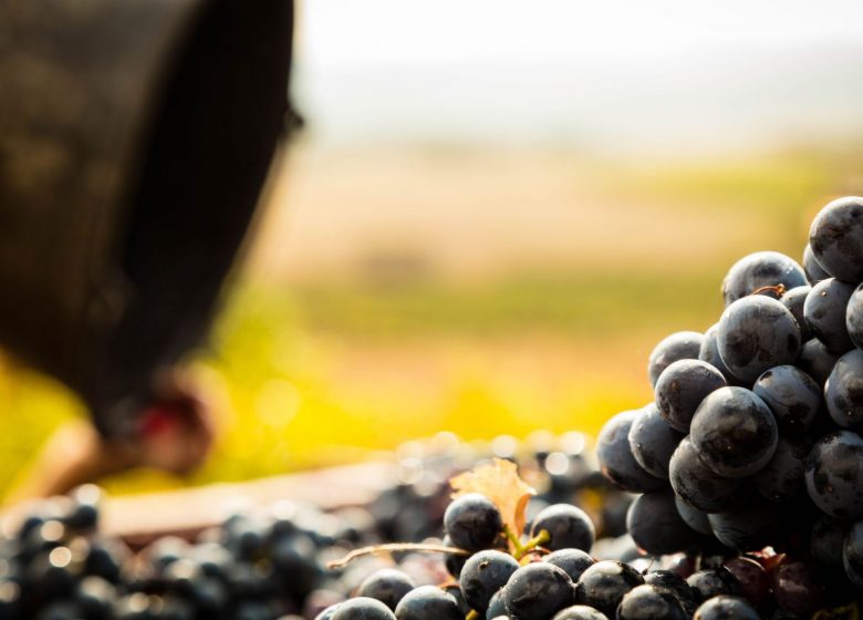 LAND DER AUSDRUCK, WEINSCHÖPFER