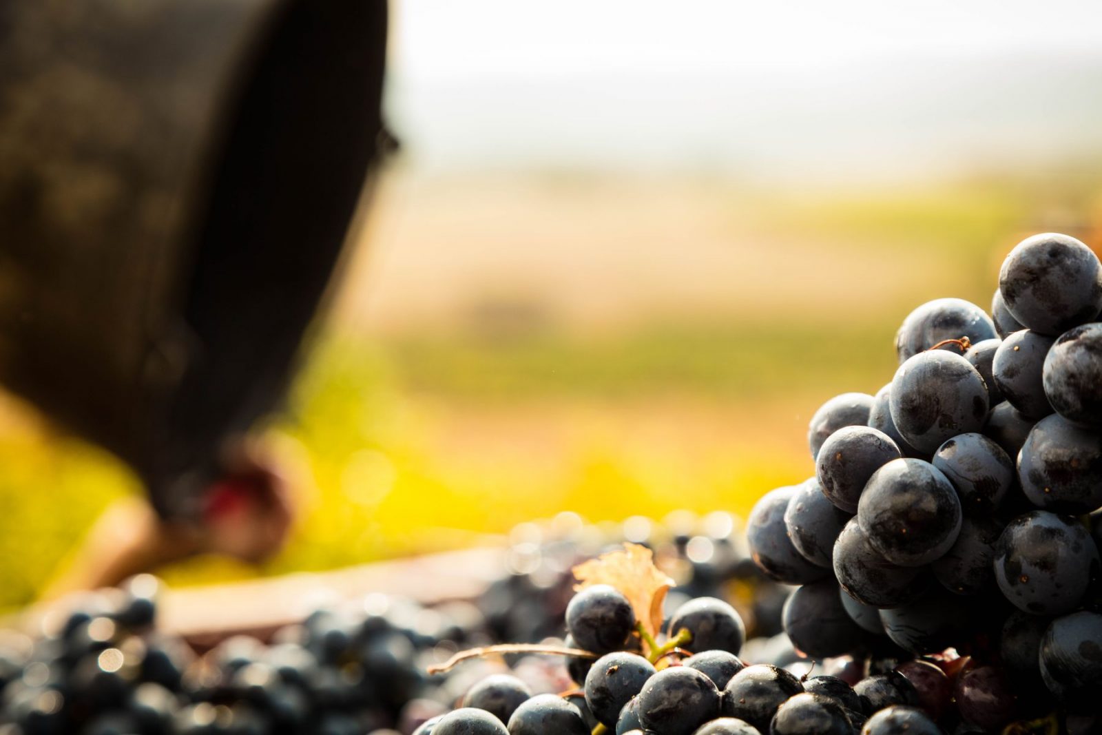 TERRE D’EXPRESSION, CRÉATEURS DE VINS