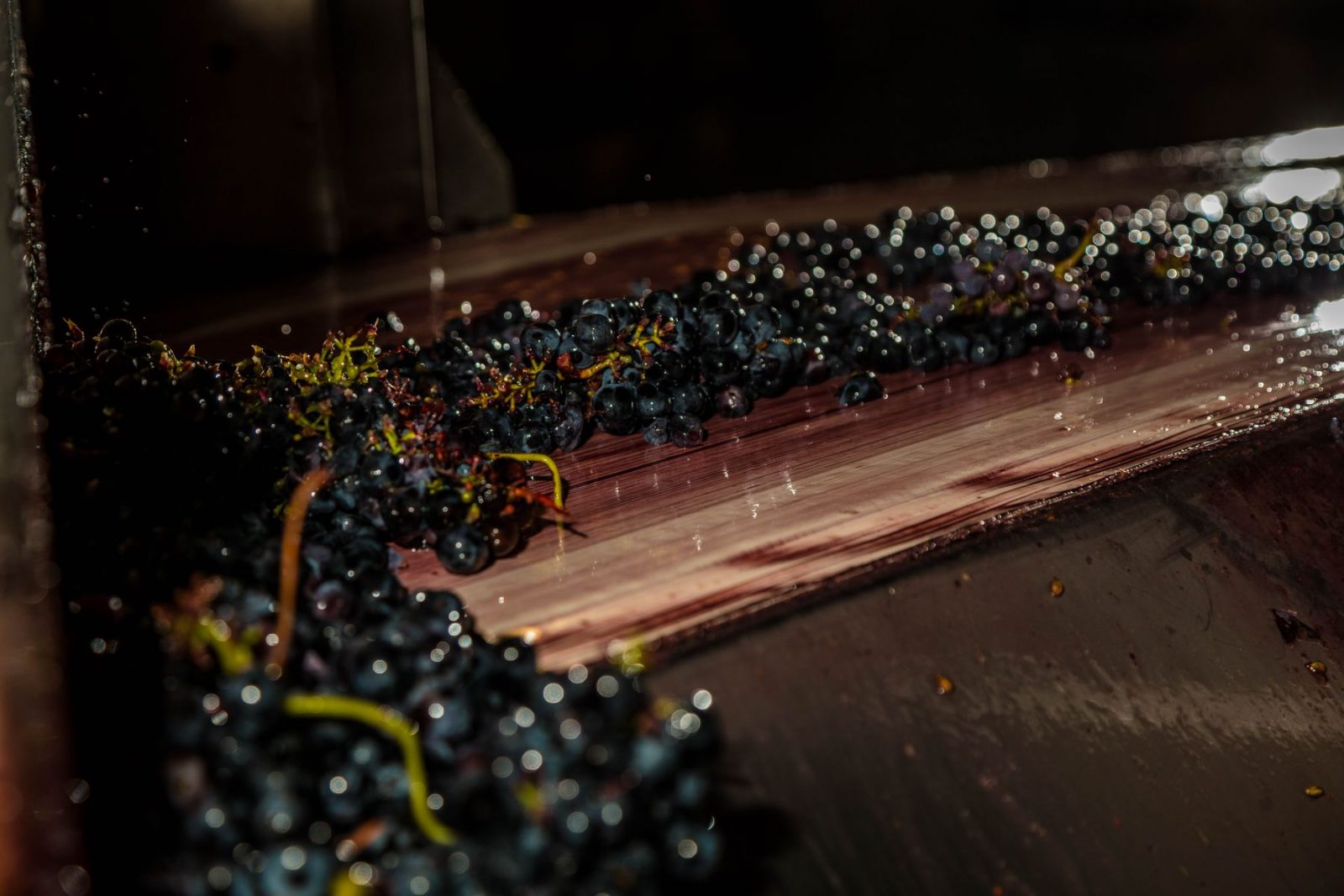 TERRE D’EXPRESSION, CRÉATEURS DE VINS
