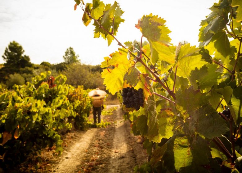 TERRE D’EXPRESSION, CRÉATEURS DE VINS