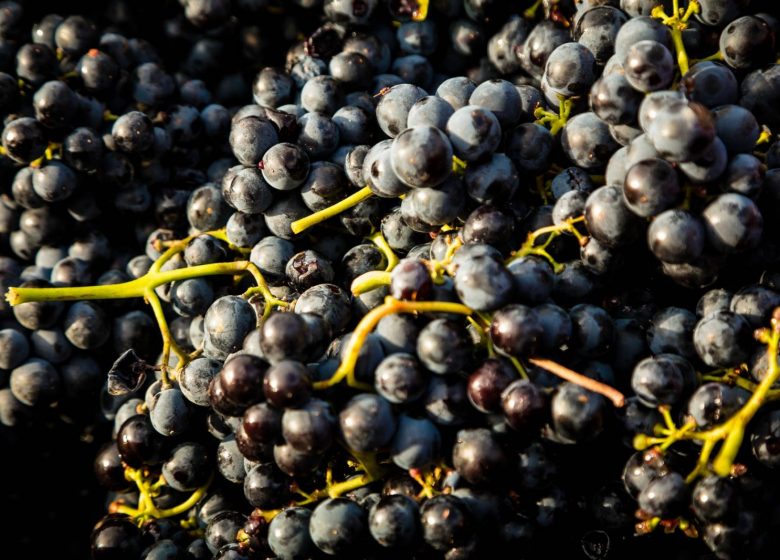 LAND DER AUSDRUCK, WEINSCHÖPFER