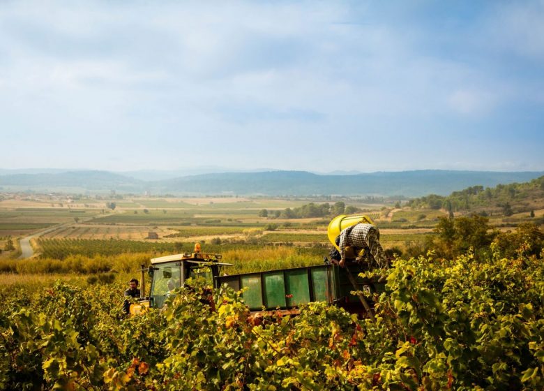 TERRA D'EXPRESSIÓ, CREADORS DE VINS