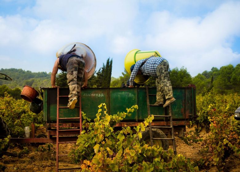 TERRA D'EXPRESSIÓ, CREADORS DE VINS