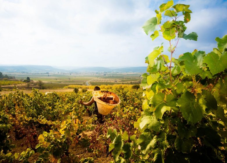 LAND DER AUSDRUCK, WEINSCHÖPFER