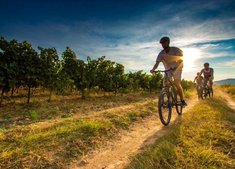 DU PAYS DES BERGERS AU PAYS DES VIGNERONS