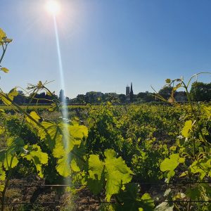 VIGNOBLE PUY
