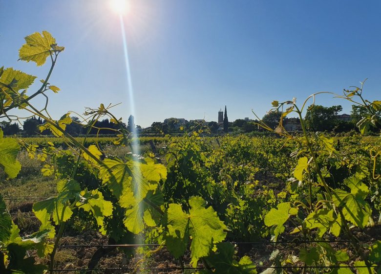 VIGNOBLE PUY