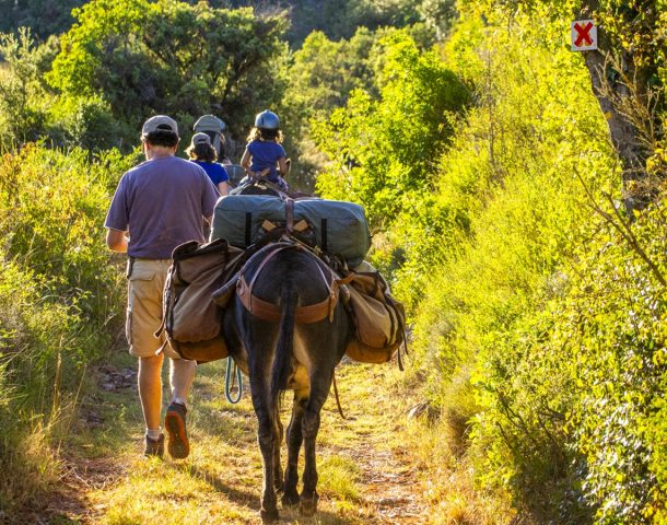 Randonner avec un âne
