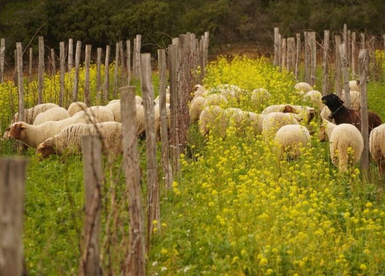 RUTA DEL VINO VALERIA