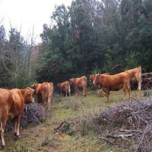 LA FERME D’AL ROUIRE